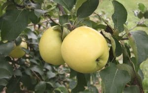 Image of yellow apples on a tree